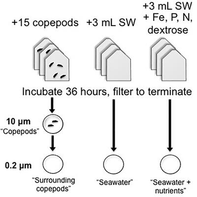 Copepod-Associated Gammaproteobacterial Alkaline Phosphatases in the <mark class="highlighted">North Atlantic Subtropical Gyre</mark>